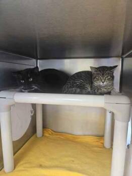 Domestic Short Hair Cats Available for Adoption - Sushi | PetCurious