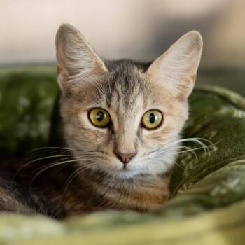 Isabella -  Domestic Short Hair Cat for Adoption in Wilmington, Delaware - Isabella | PetCurious