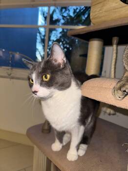 Rescue Domestic Short Hair Cats for Adoption in Miami, Florida - COURTESY POST: Grisy | PetCurious