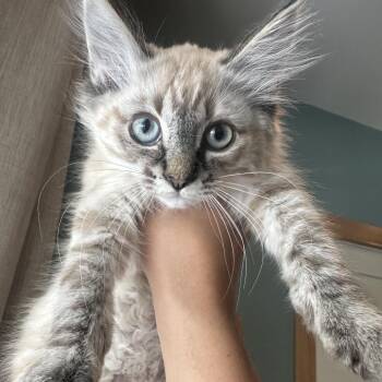 Sophia -  Domestic Long Hair Cat for Adoption in Belfair, Washington - Sophia | PetCurious