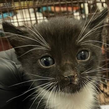 Rescue Domestic Short Hair Cats for Adoption in Las Cruces, New Mexico - Nya | PetCurious