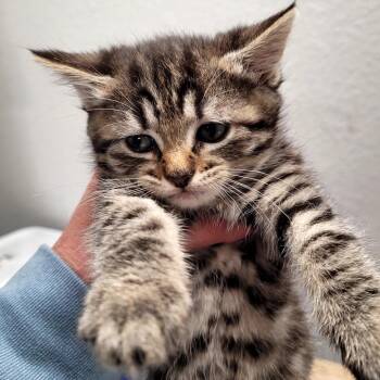 Shiver (green) -  Domestic Short Hair Cat Available for Adoption in Belfair, Washington - Shiver (green) | PetCurious