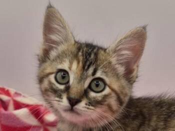 Etoile -  Domestic Short Hair Cat for Adoption in Portland, Oregon - Etoile | PetCurious
