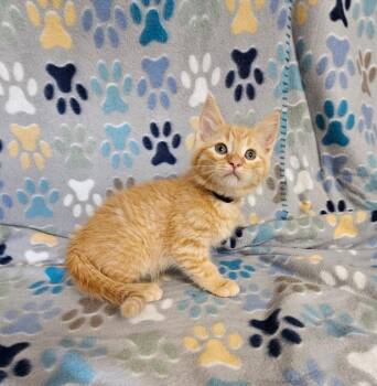 Skittles -  Domestic Short Hair Cat for Adoption in Wabash, Indiana - Skittles | PetCurious