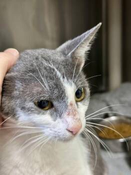 Smartie -  Domestic Short Hair Cat for Adoption in Athens, Georgia - Smartie | PetCurious
