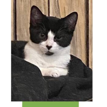 Monroe -  Domestic Short Hair Cat for Adoption in Frankfort, Michigan - Monroe | PetCurious