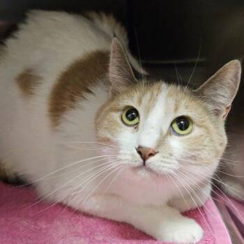 Domestic Short Hair Cats Available for Adoption in Burlington, Iowa - Chloe | PetCurious