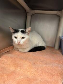 Dumpling -  Domestic Short Hair Cat for Adoption in Bowling Green, Ohio - Dumpling | PetCurious