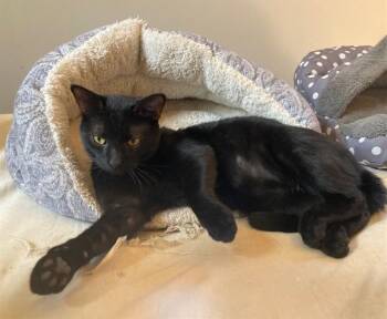 Bombay and Domestic Short Hair Cats Available for Adoption - Greg -New | PetCurious