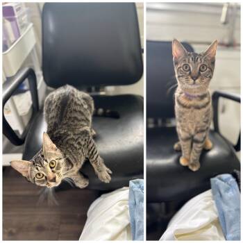 Baloo & Zara -  Domestic Short Hair Cat for Adoption in Honeoye, New York - Baloo & Zara | PetCurious