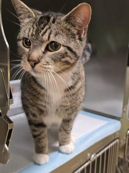 Domestic Short Hair Cats Available for Adoption - Carmen | PetCurious