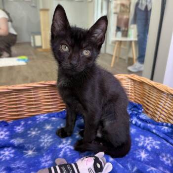 May -  Domestic Short Hair Cat for Adoption in Jupiter, Florida - May | PetCurious