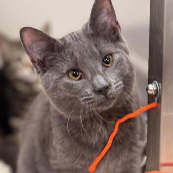 Domestic Short Hair Cats Available for Adoption - Eggroll | PetCurious