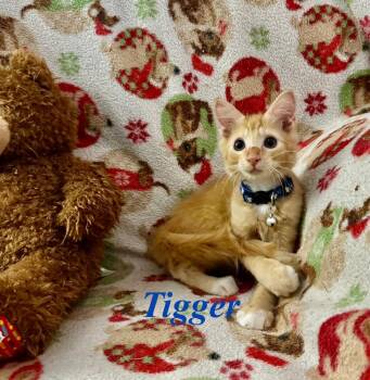 Tiger -  Tabby Cat for Adoption in Deltona, Florida - Tiger | PetCurious
