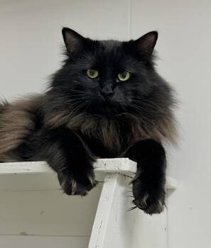 Domestic Medium Hair Cats Available for Adoption - Panago | PetCurious