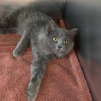 Domestic Long Hair Cats Available for Adoption in Council Bluffs, Iowa - Nyxie | PetCurious