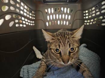 BARN CAT BERRY -  Domestic Short Hair Cat for Adoption in Kent, Washington - BARN CAT BERRY | PetCurious