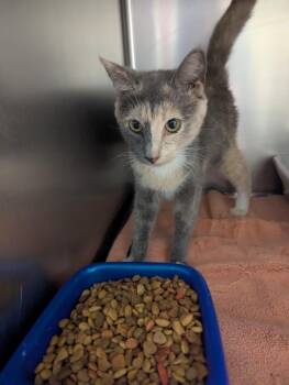 Sparkles -  Domestic Short Hair Cat for Adoption in Rocky Mount, North Carolina - Sparkles | PetCurious