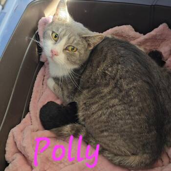 Domestic Short Hair Cats Available for Adoption in Overland Park, Kansas - Polly | PetCurious