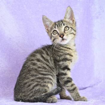 Rescue Domestic Short Hair Cats for Adoption in Mobile, Alabama - Reggie | PetCurious