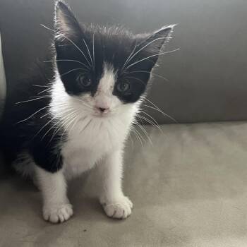 Inky -  Domestic Short Hair Cat for Adoption in Silver Spring, Maryland - Inky | PetCurious