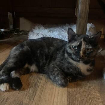 Beans Estep -  Domestic Short Hair Cat Available for Adoption in Woodstock, Virginia - Beans Estep | PetCurious