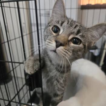 Rescue Domestic Short Hair Cats for Adoption in Reeseville, Wisconsin - Strawberry | PetCurious