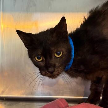 Austin -  Domestic Short Hair Cat for Adoption in Chattanooga, Tennessee - Austin | PetCurious