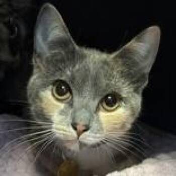 Domestic Short Hair Cats Available for Adoption - Coffee Bean | PetCurious