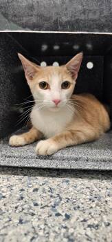 Cheerio -  Domestic Short Hair Cat for Adoption in Athens, Tennessee - Cheerio | PetCurious