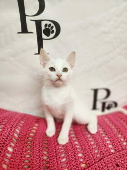 Snow White -  Domestic Short Hair Cat for Adoption in Social Circle, Georgia - Snow White | PetCurious