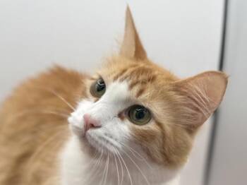 Keyoko -  Domestic Medium Hair Cat for Adoption in Portland, Oregon - Keyoko | PetCurious