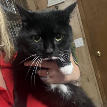 Domestic Short Hair Cats Available for Adoption in New York, New York - Lady | PetCurious