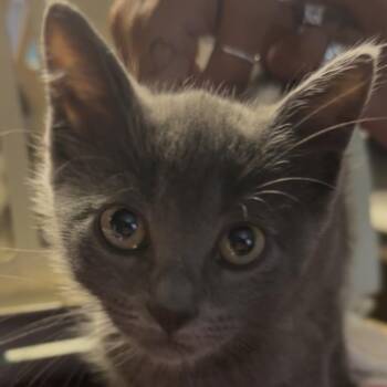 Smokey -  Domestic Short Hair Cat for Adoption in Midland, Texas - Smokey | PetCurious
