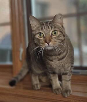 Rescue Domestic Short Hair Cats for Adoption in Chicago, Illinois - Brande | PetCurious