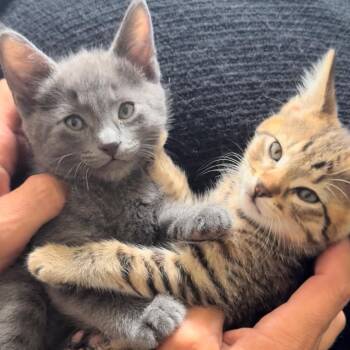Sea -  Russian Blue Cat for Adoption in Long Beach, California - Sea | PetCurious
