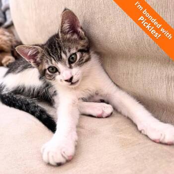 A1047644 Poppie -  Domestic Short Hair Cat for Adoption in Pleasant Hill, California - A1047644 Poppie | PetCurious