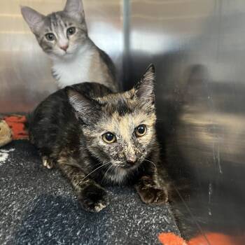 Buttercup -  Domestic Short Hair Cat for Adoption in Matteson, Illinois - Buttercup | PetCurious