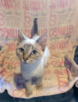 Rescue Siamese and Domestic Short Hair Cats for Adoption in Hoyleton, Illinois - Camille | PetCurious