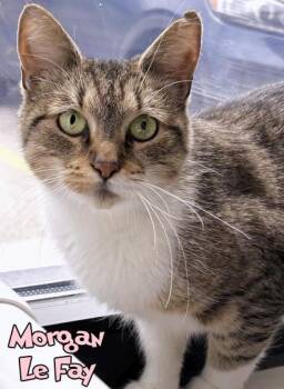 Domestic Short Hair Cats Available for Adoption in Mason, Michigan - Morgan Le Fay | PetCurious