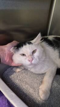 Rescue Domestic Short Hair Cats for Adoption in Athens, Tennessee - Smo | PetCurious