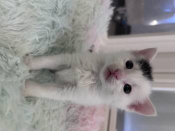Domestic Short Hair Cats Available for Adoption in Fruit Heights, Utah - Latte | PetCurious