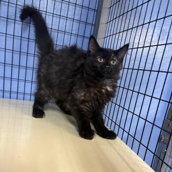 Sriracha -  American Shorthair Cat for Adoption in Tipton, Iowa - Sriracha | PetCurious