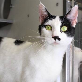 Domestic Short Hair Cats Available for Adoption in Hopkinton, Massachusetts - Zelda | PetCurious