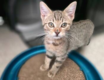 Star -  Domestic Short Hair Cat for Adoption in Parker, Colorado - Star | PetCurious