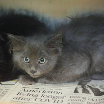 Birkenstock -  Domestic Medium Hair Cat for Adoption in Belleville, Illinois - Birkenstock | PetCurious