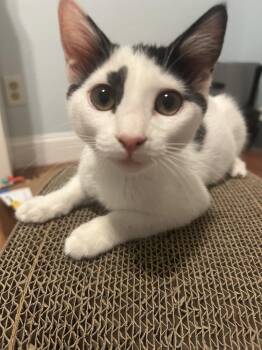 Peanut -  Tabby Cat for Adoption in Manteca, California - Peanut | PetCurious