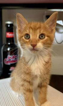 Domestic Short Hair Cats Available for Adoption in Emerald Isle, North Carolina - Dandelion | PetCurious