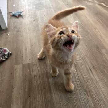 Domestic Short Hair Cats Available for Adoption - Baby Kittens | PetCurious