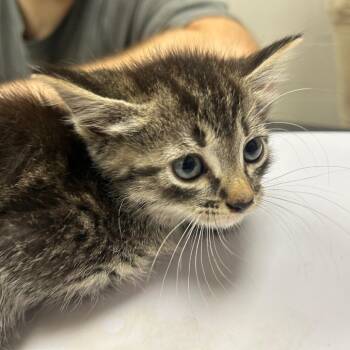 Domestic Short Hair Cats Available for Adoption in Lufkin, Texas - EDDNA | PetCurious